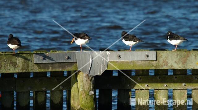 Scholekster op beschoeiing Zwaansmeerpark