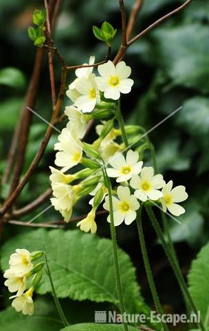 Slanke sleutelbloem bij Enkianthus tB3