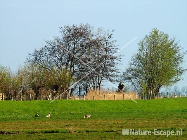 Panorama Hempolder Akersloot 7