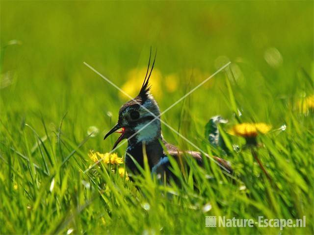 Kievit Castricummerpolder 4