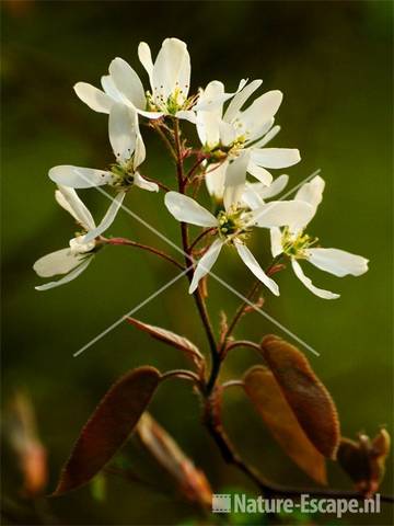 Krentenboompje, bloemen NHD Heemskerk 3