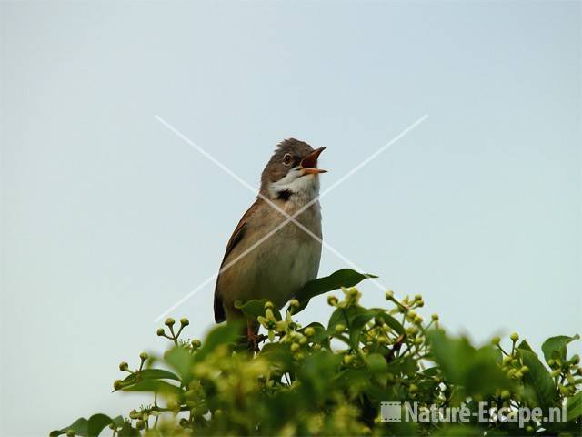 Grasmus vanuit observatiehut De Winterkoning NHD Castricum 4