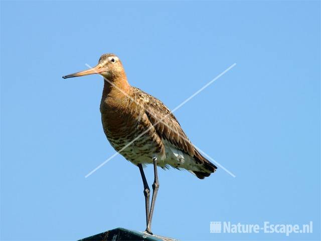 Grutto Castricummerpolder 10