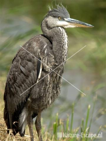 Blauwe reiger, juveniel Groeneweg Assendelft 5