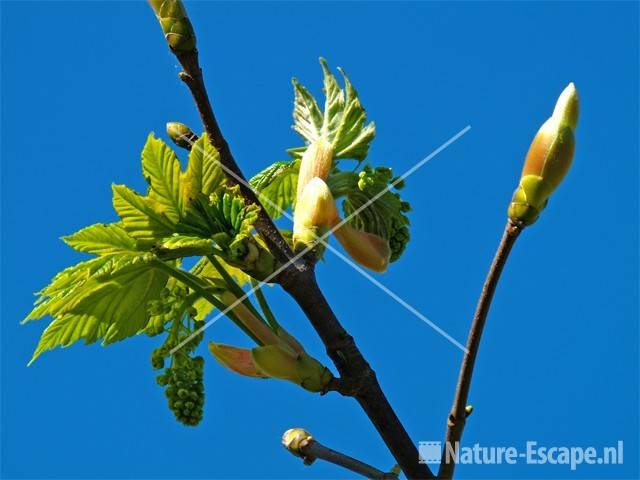 Gewone esdoorn, jong blad AWD2