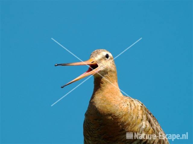 Grutto Castricummerpolder 20