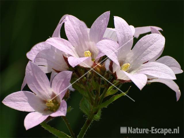 Klokjesbloem 'Loddon Anna' tW1