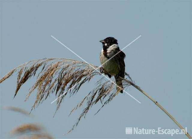 Rietgors Purperreiger wandeling 1