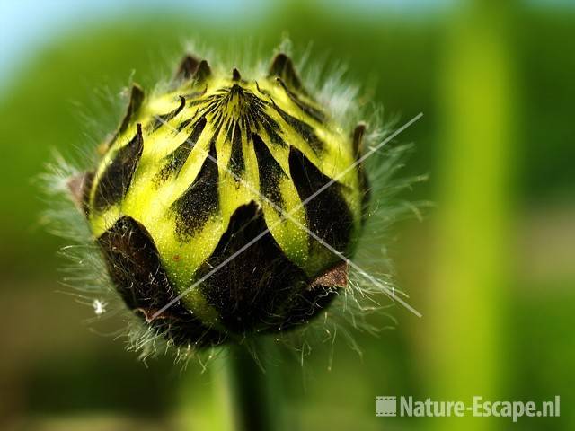 Valse scabiosa, bloemnkop tW2