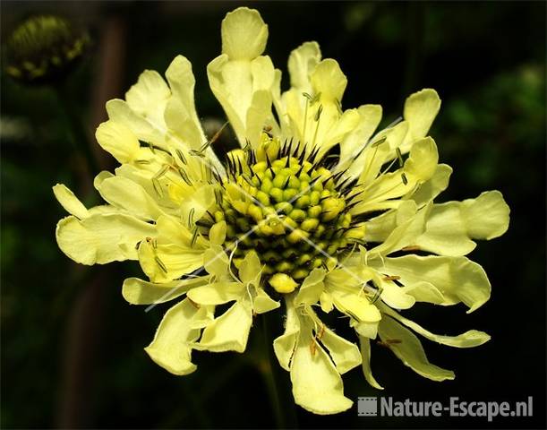 Valse scabiosa tW11