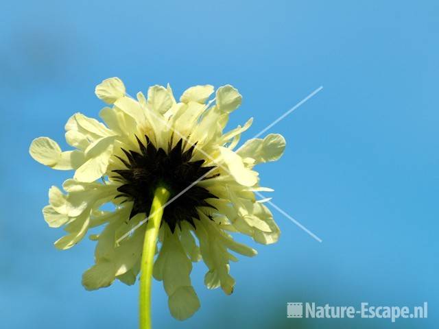 Valse scabiosa tW2