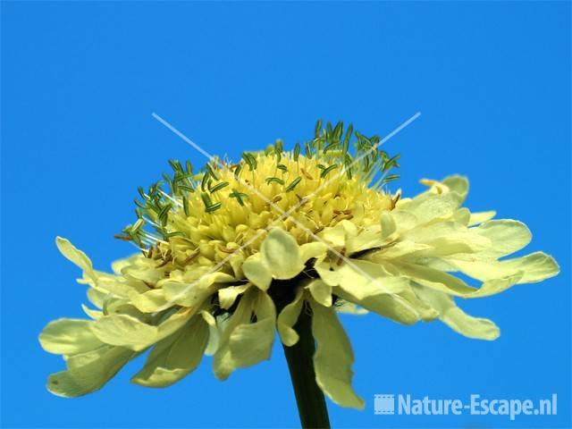 Valse scabiosa tW5