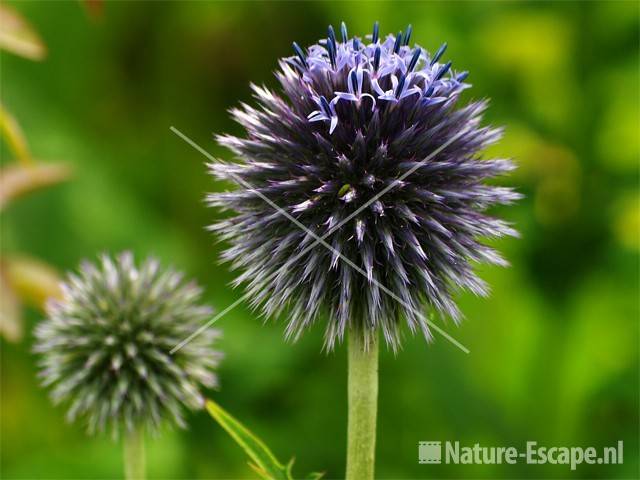 Blauwe kogeldistel tW1