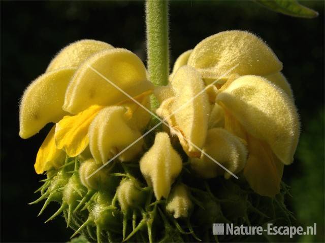 Brandkruid, russeliana bloemen tW3