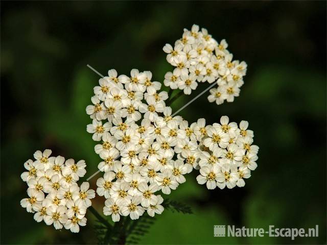 Duizendblad, bloemen Zwanenwater 1