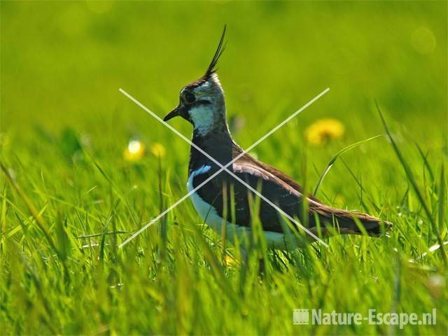 Kievit Castricummerpolder 2