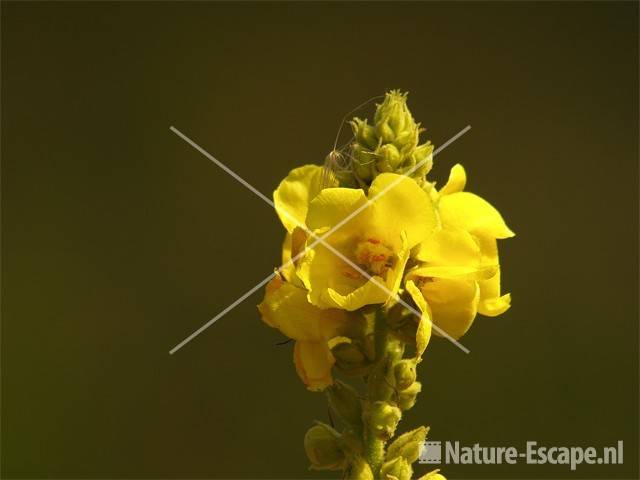 Koningskaars, bloemen NHD Castricum 3