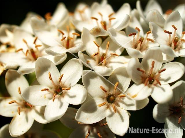 Witte  wederik, detail van bloemen tW1