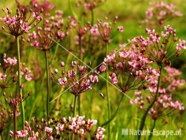 Zwanenbloemen Wormer en Jisperveld 1