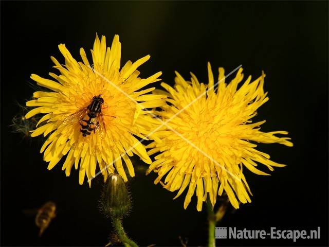 Melkdistel, bloemen met zweefvlieg De Schermer 1