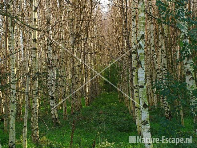 Berk, stammen in een bos Spaarnwoude 3