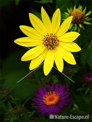 Helianthus 'Lemon Queen' en Aster n-a 'Violetta'  tW1