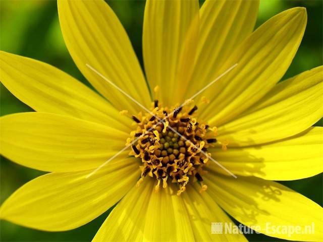 Helianthus 'Lemon Queen' tW3