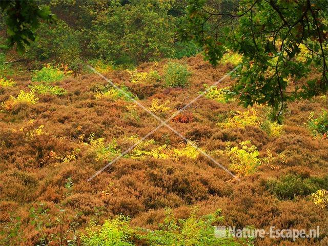 Herfstkleuren SBB Schoorl 1