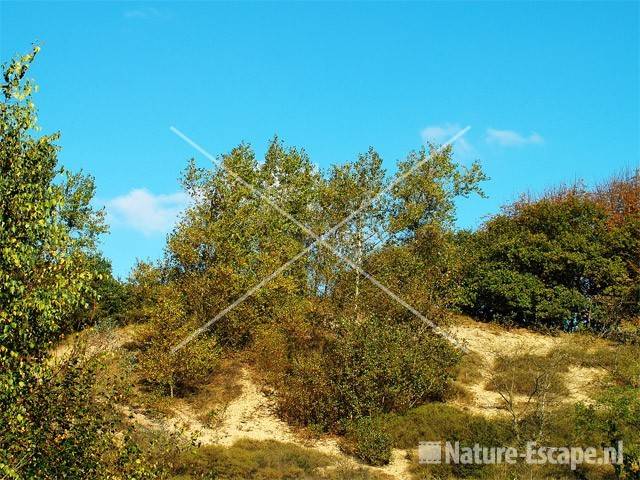 Ratelpopulieren op helling AWD3