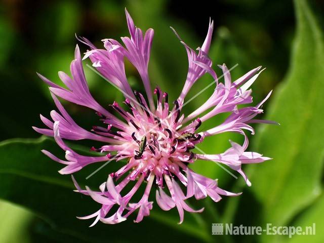 Bergkorenbloem, 'Carnea' tW