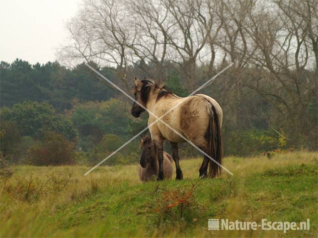 Konikpaarden NPZK MHD 1