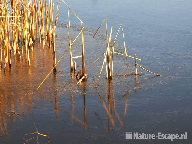 Riet gevangen in ijs Ham en Crommenije 1