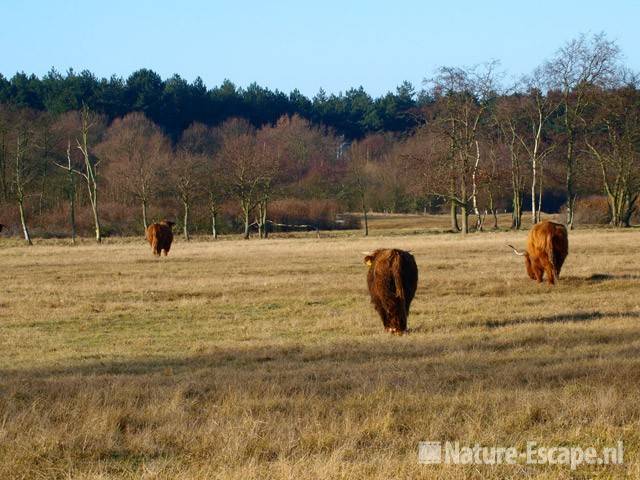 Schotse hooglanders NHD Heemskerk 1