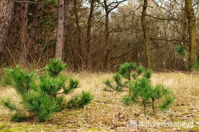 Vliegdennen, jonge boompjes NHD Heemskerk 1