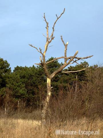 Zomereik, dode boom NHD Heemskerk