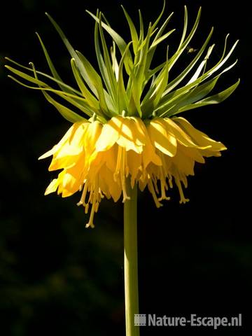 Keizerskroon, lutea 'Maxima' Keukenhof 5