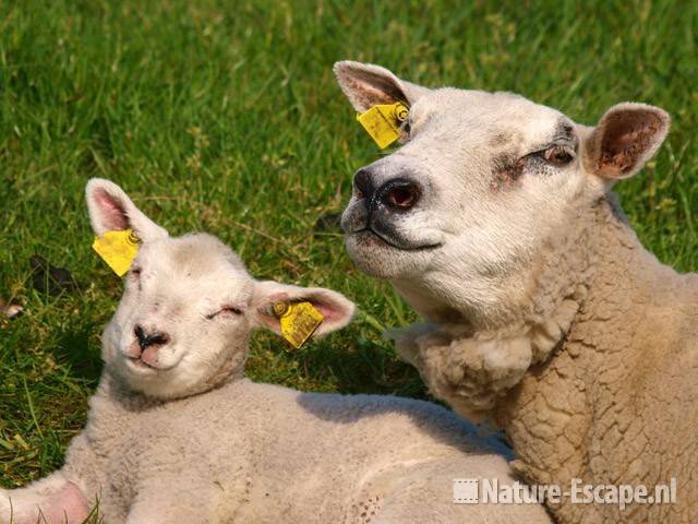 Schaap, ooi met lam close up Busch en Dam 1