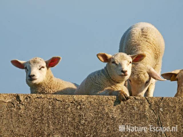 Schaap, ooi met lammetjes Busch en Dam 3