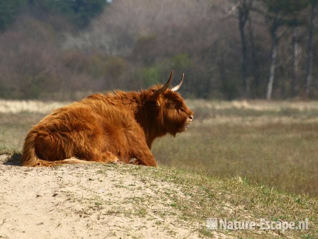 Schotse hooglander op duintje NHD Bakkum 1