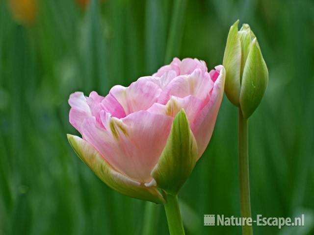 Tulp 'Angelique' Keukenhof 1