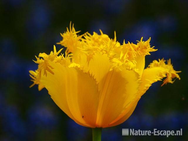 Tulp, gefranjerd, 'Hamilton' Keukenhof