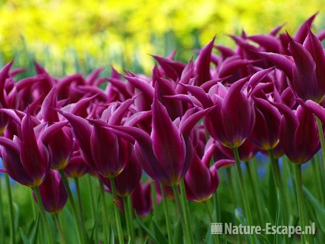 Tulp, leliebloemig 'Maytime' Keukenhof 3