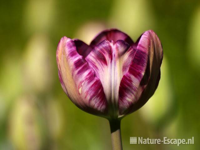 Tulp, Rembrandt 'Columbine' Keukenhof 3