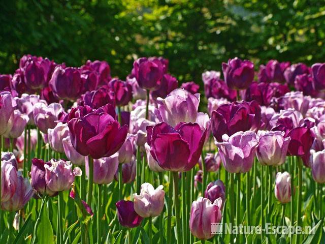 Tulp 'Shirley' en 'Negrita' Keukenhof 2