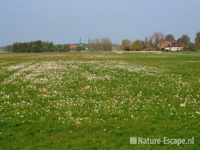 Weiland met pinksterbloemen Lagendijk Uitgeest 1