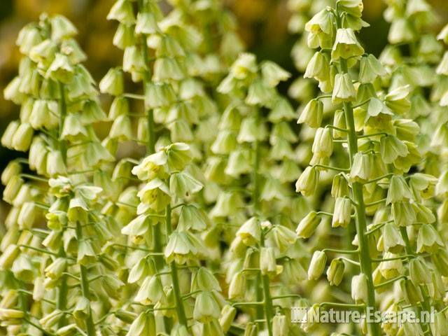 Fritillaria persica 'Ivory Bells' Keukenhof