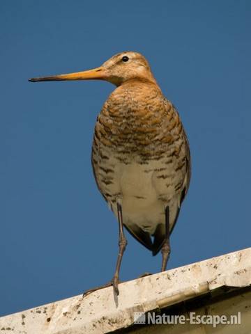 Grutto op lantaarnpaal, Castricummerpolder 4