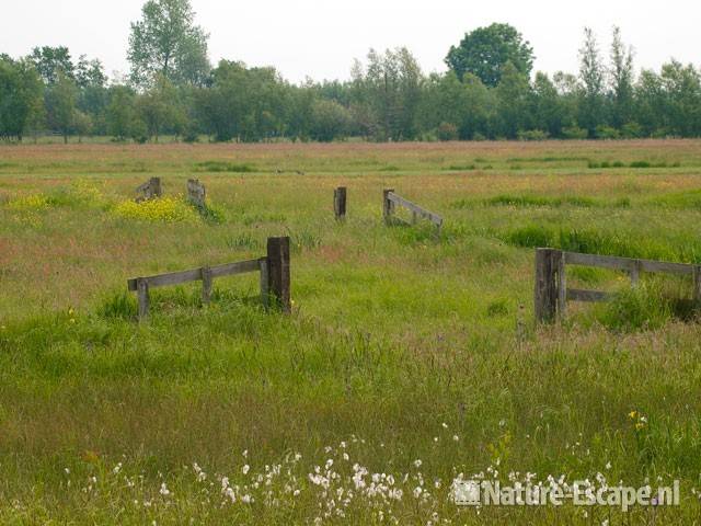 Hekken in polder Achthoven 1