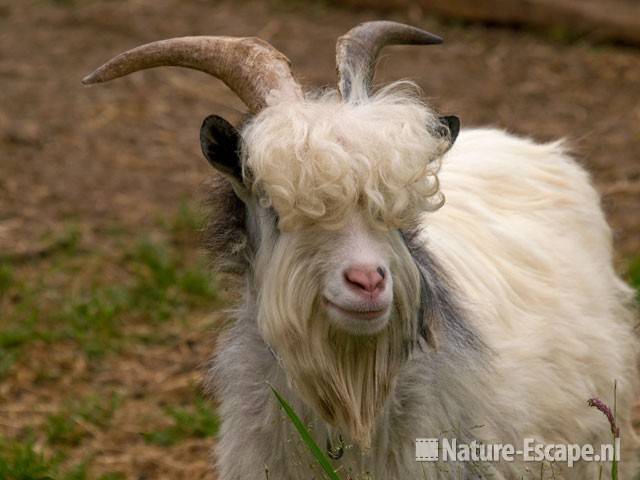 Hollandse landgeit, bok Zouweboezem 1