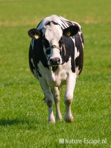 Koe, zwartbont Busch en Dam 1